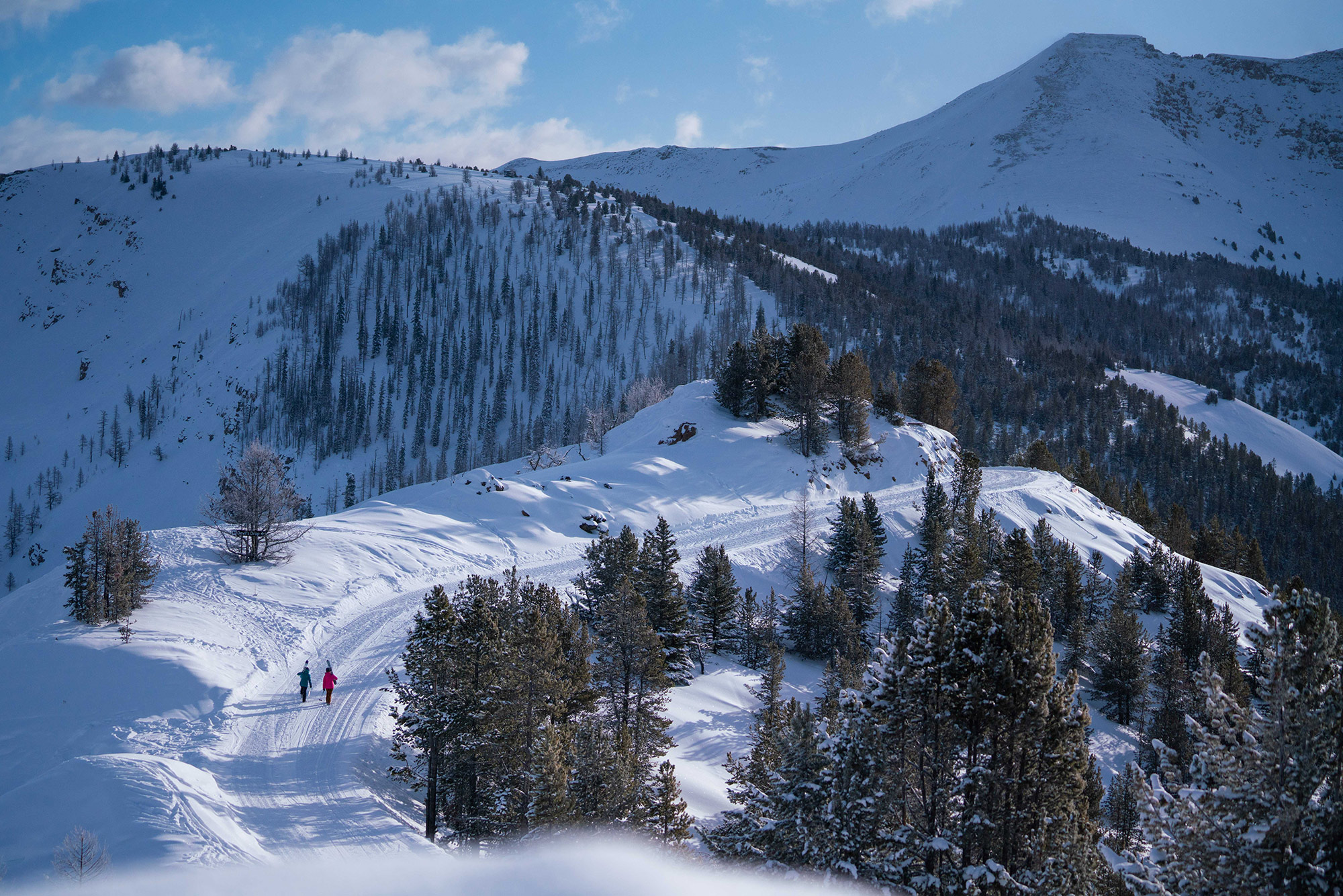 Panorama certified as the first whitebark pine friendly ski resort in ...